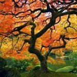 Grace: From Sinner to Saint
