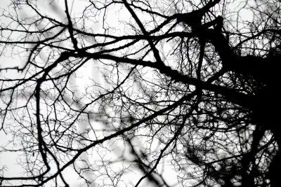 Branches - Renewing our Mind: Lies and Deceptions