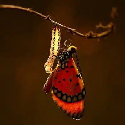 Finding Peace through Transformation